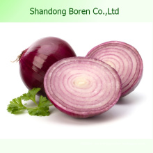 Fresh Onion Producido en China